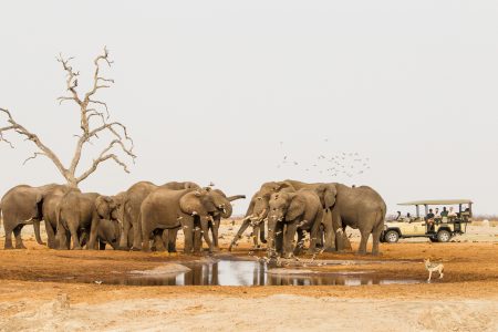 Savute Elephant Lodge
