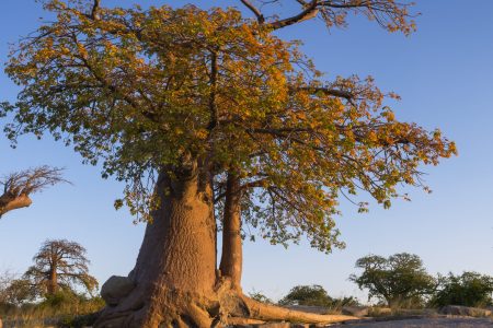 Baobab Bush Walk & Sundowner Drink